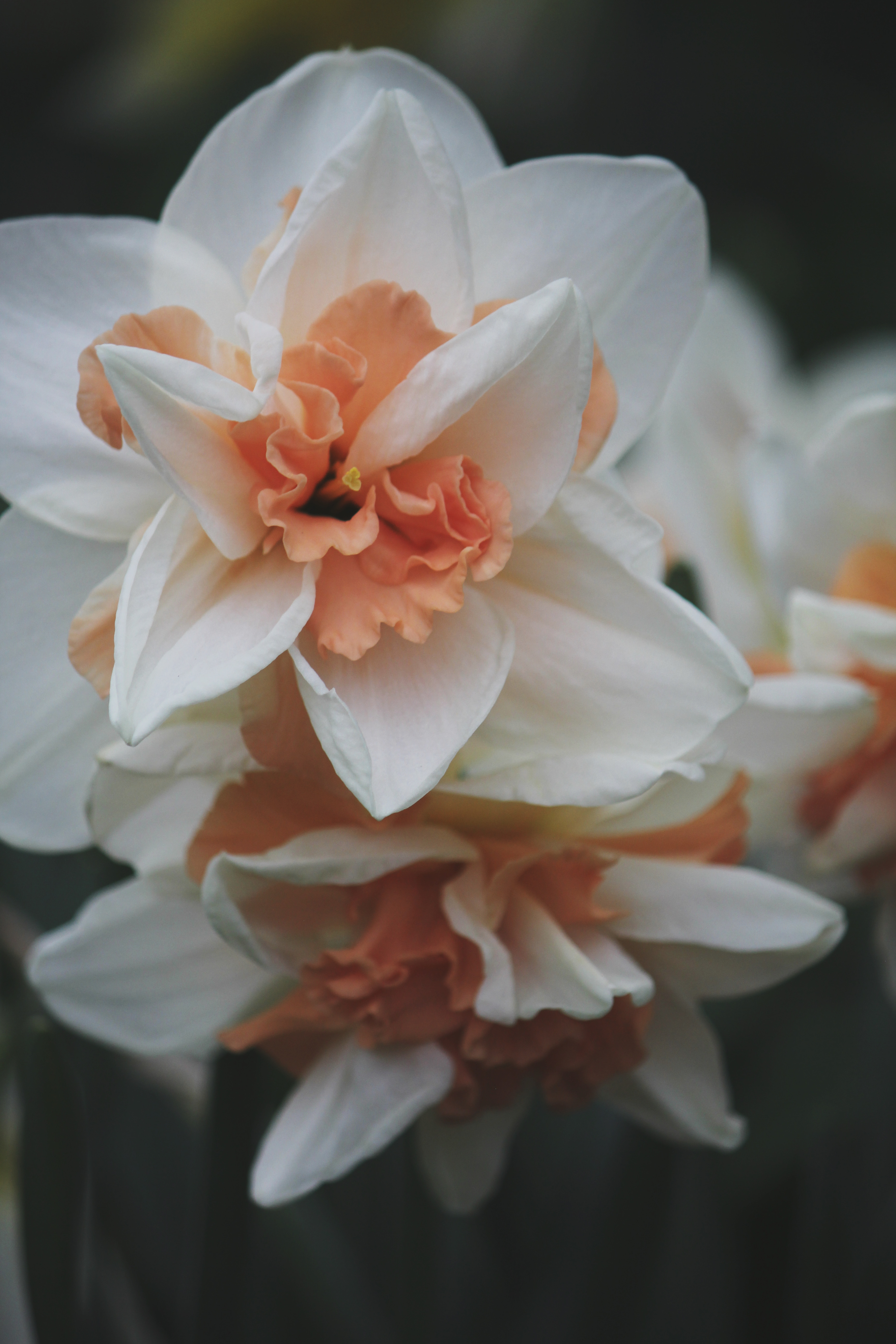 Min lista med Narcisser inför våren 2023